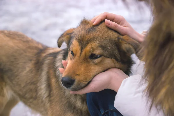 Joven mujer consolas molesto perro un tranquilo momento de comprensión — Foto de Stock