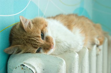 Güzel kedi pil odasında yatıyor