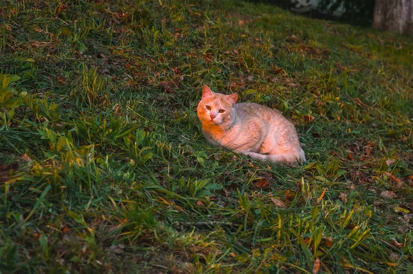 Yapraklara, şirin yavru kedi