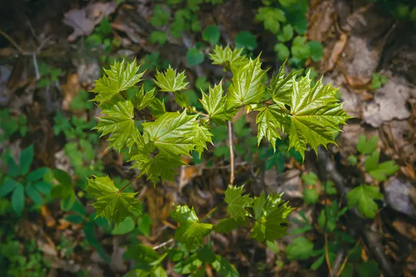 Textura de hoja verde, fondo de plantas forestales —  Fotos de Stock