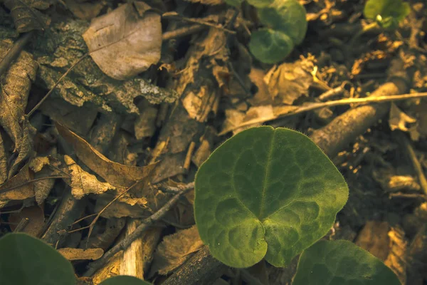Textura de folha verde, fundo de plantas florestais — Fotografia de Stock