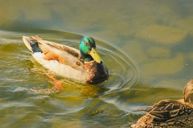 Lily arasında balık avı ördek