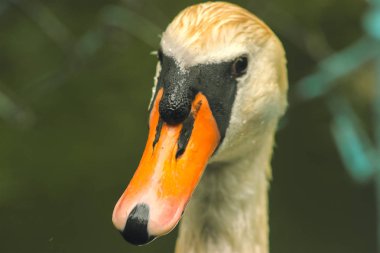 Kirli kuğu kafa Nehri yakınında