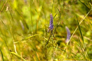 Bombus terrestris güzel canlı makro yakın çekim