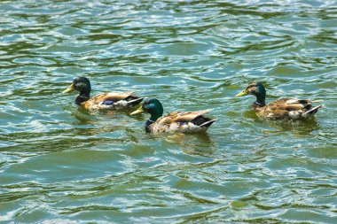 Lily arasında balık avı ördek