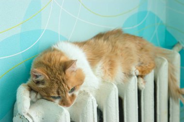 Güzel kedi pil odasında yatıyor