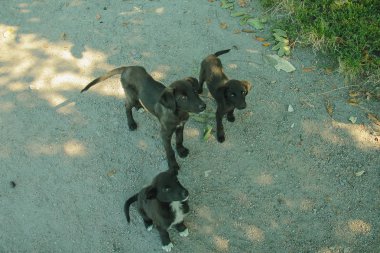 sokak köpek insanlar arka planda sokakta oturmak