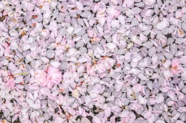 Sakura tomurcukları asfalt üzerinde