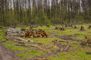 Ağaç, orman felaket tarafında çam ağaçları kesmek.