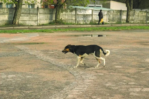 Бродячие собаки на улице — стоковое фото