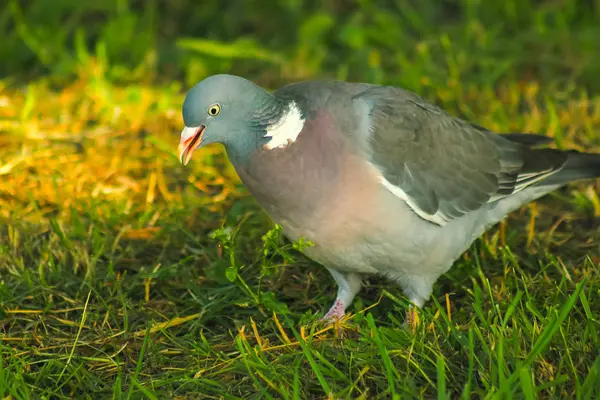 Waldtaube im Frühlingsgras, Wildvögel — Stockfoto