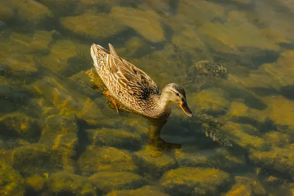 Canards chassent les poissons entre lys — Photo