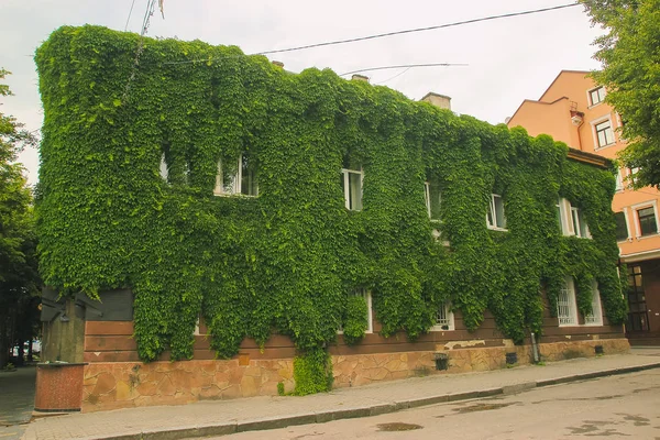 Мох и папоротник на старой крыше дома — стоковое фото