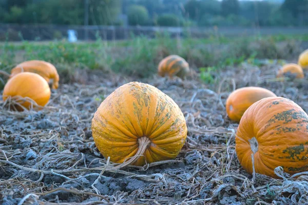 Raccolta di zucche alla sera — Foto Stock