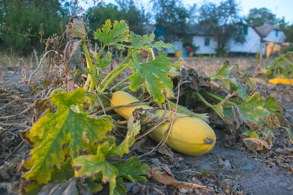 Žluté cukety cukety na zahradě — Stock fotografie