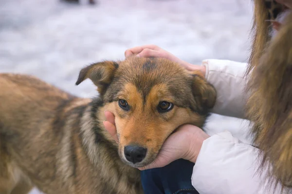 Joven mujer consolas molesto perro un tranquilo momento de comprensión — Foto de Stock