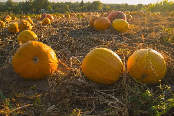 Cosecha de calabaza por la noche — Foto de Stock