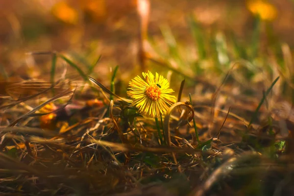 Löwenzahn im Feld des grünen Grases — Stockfoto