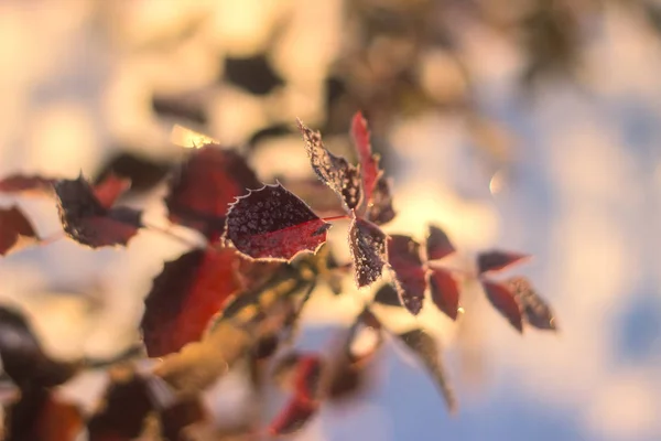 겨울 자연 배경입니다. 크리스마스 휴일 배경, 냉동 나뭇가지 — 스톡 사진