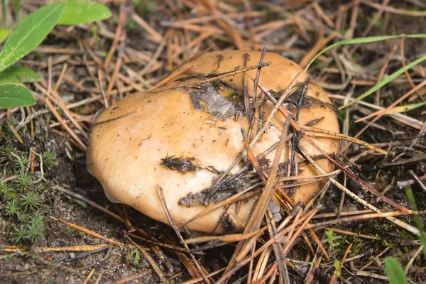yenilebilir orman mantar Suillus luteus