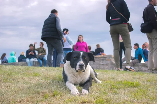 sokak köpek insanlar arka planda sokakta oturmak
