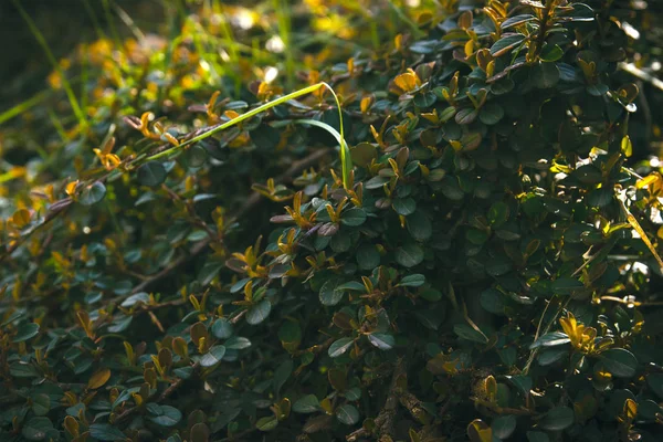 yeşil yuvarlak yüzey dokuları arka plan yaprakları