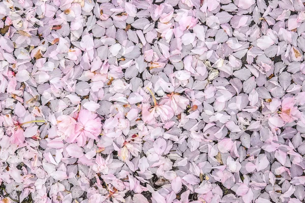 Sakura tomurcukları asfalt üzerinde