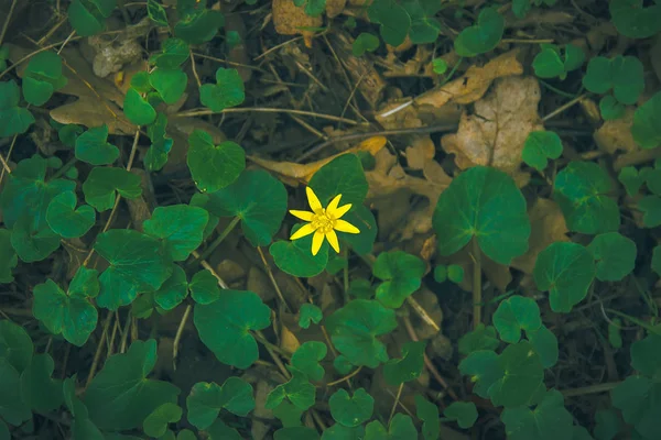 Vert feuilles rondes surface textures fond — Photo