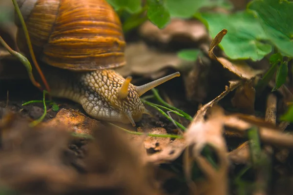 Šnek Shell rohy příroda slunečný den — Stock fotografie