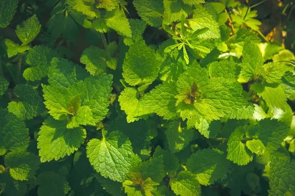 Common nettle background texture — Stock Photo, Image