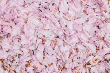 Sakura tomurcukları asfalt üzerinde