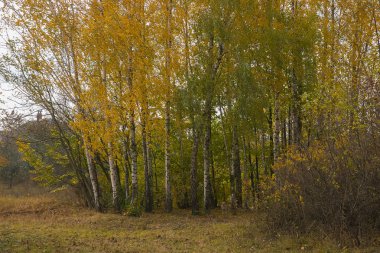 Bulutlu sonbahar sabahı. Taze doğa. Çayırda parlak gündoğumu.