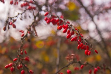 Kızamık dal taze olgun çilek doğal renkli sonbahar sezon
