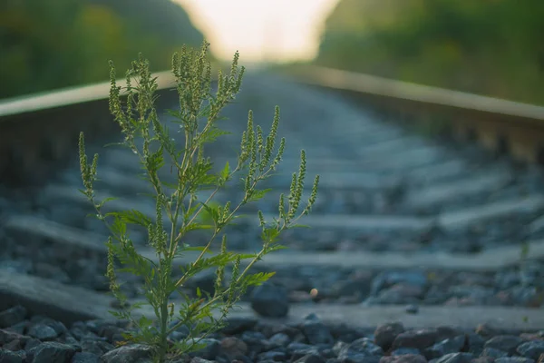 Weed at railroad near high voltage power lines at dramatic sky — Stock Photo, Image