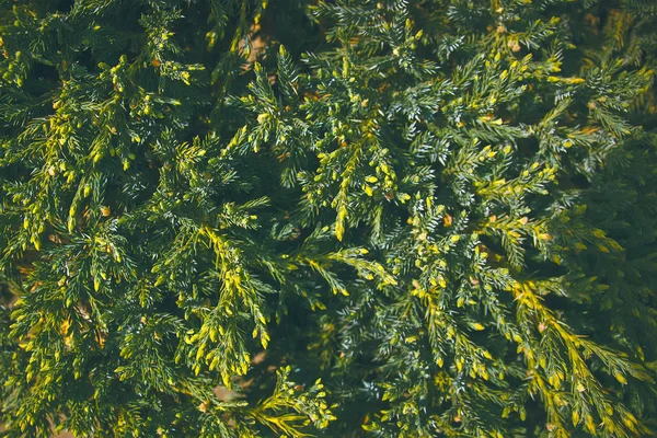 Verde rotondo foglie superficie texture sfondo — Foto Stock