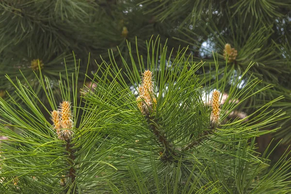 Pine Oddział w porannej rosy — Zdjęcie stockowe