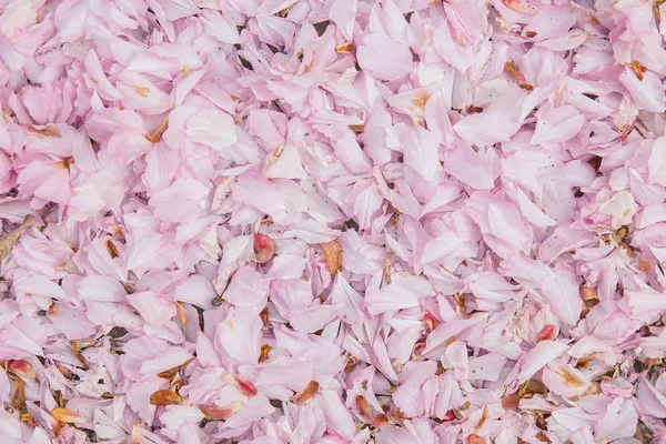 Sakura tomurcukları asfalt üzerinde