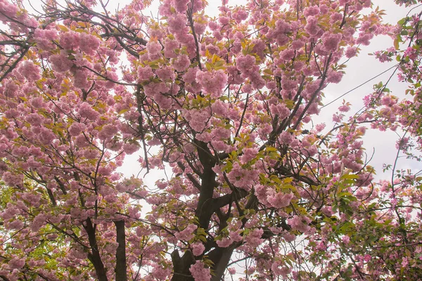 Blühende Sakura-Blüten am dunklen Himmel — Stockfoto