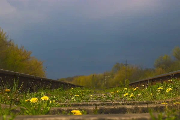 Diente de león en el ferrocarril cerca de líneas de alta tensión en el cielo dramático — Foto de Stock