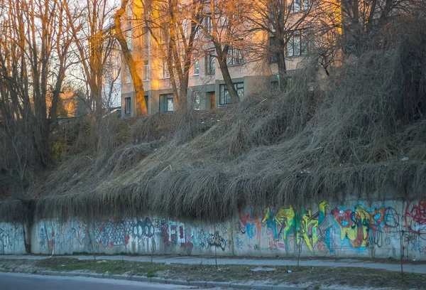 Vägg täckt med grå blad av vilda druva. Hösten — Stockfoto