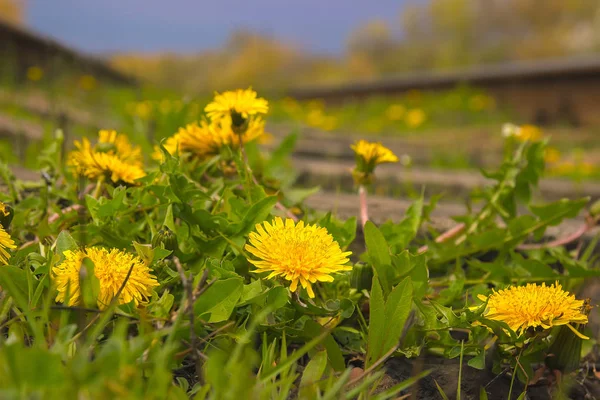 Diente de león en el ferrocarril cerca de líneas de alta tensión en el cielo dramático —  Fotos de Stock