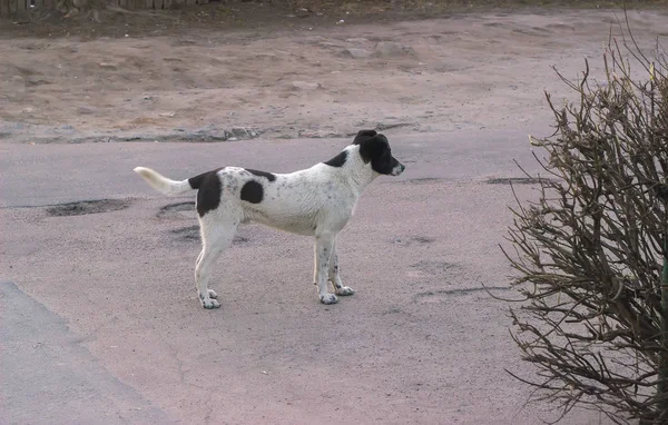 Samotny bezdomnych bezpański pies na chodniku ulicy — Zdjęcie stockowe