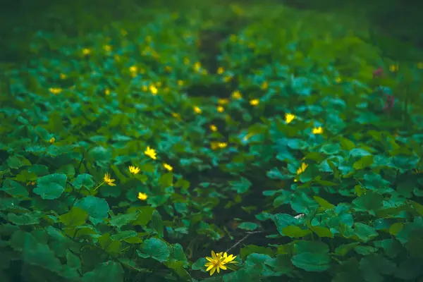 Vert feuilles rondes surface textures fond — Photo