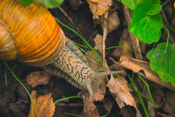 Šnek Shell rohy příroda slunečný den — Stock fotografie