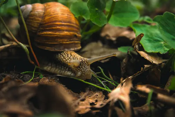 Snail Shell Horns Nature Sunny day — Stock Photo, Image