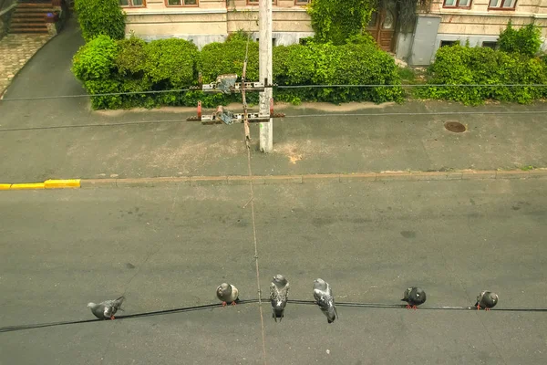 Pigeons au beau panorama estival de la vieille ville — Photo