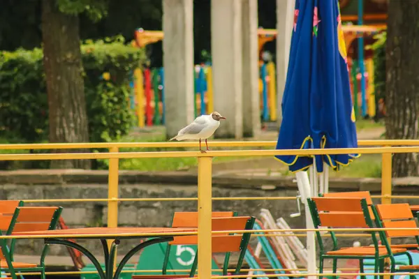 Möwe steht auf einer Mastleuchte — Stockfoto