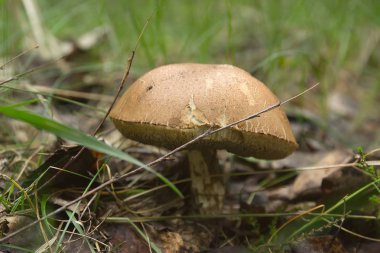 Huş bolete mantar orman