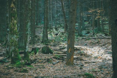 sihirli karanlık orman.