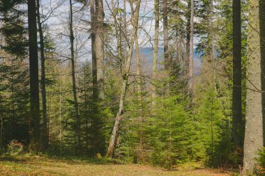 sihirli karanlık orman.